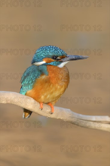 Kingfisher (Alcedo atthis) male perched
