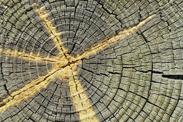 Weathered pine wood with efflorescence of sap