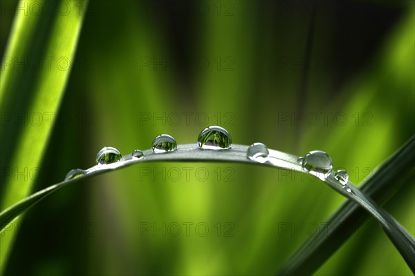 Raindrops on a bulrush