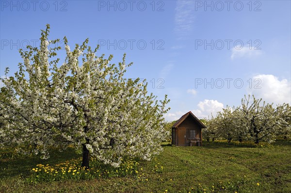 Blossoming Cherry Trees (Prunus avium)