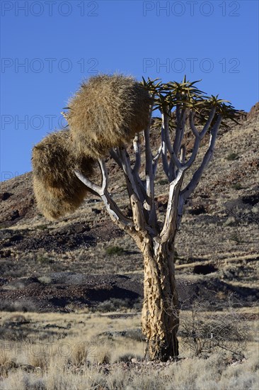 Quiver Tree or Kokerboom (Aloe dichotoma)