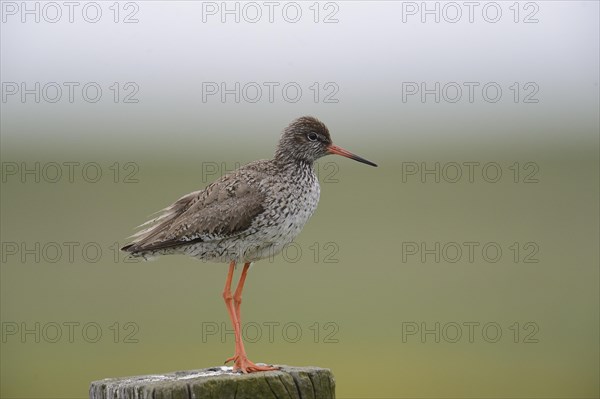 Redshank (Tringa totanus) perched on a post