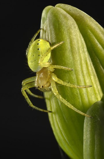 Cucumber Green Spider (Araniella cucurbitina)