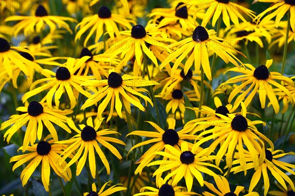 Orange Coneflower (Rudbeckia fulgida)