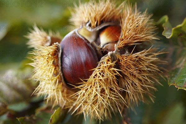 Ripe chestnuts (Castanea sativa)