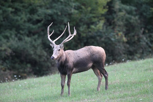 Pere David's Deer