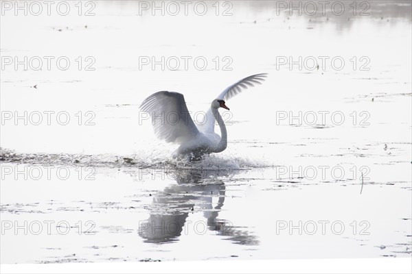 Mute Swan (Cygnus olor)