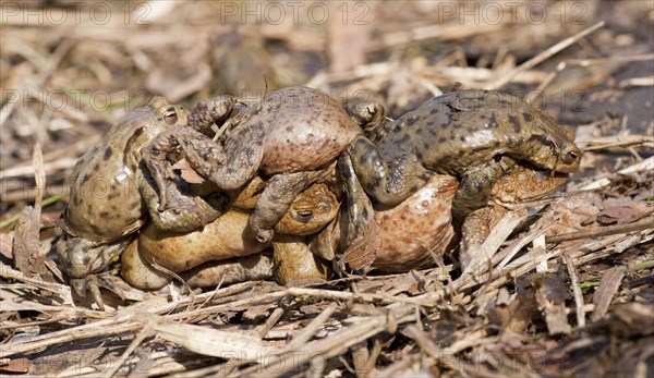 Common Toad or European Toad (Bufo bufo)