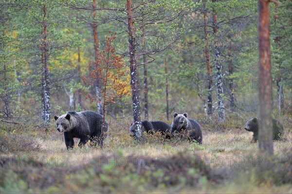 Brown Bears (Ursus arctos)