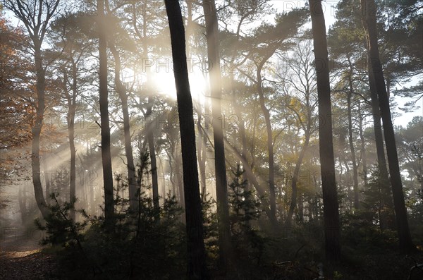 Misty autumn forest