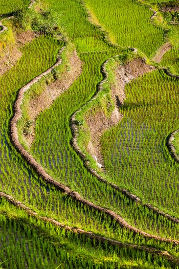 Rice fields