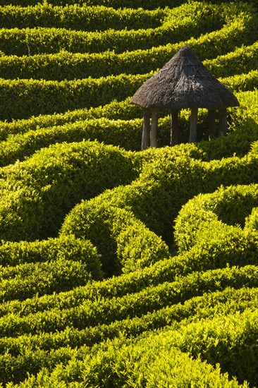 Maze of boxwood hedges