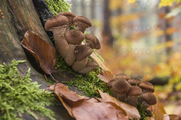 Dark Honey Mushroom (Armillaria ostoyae)