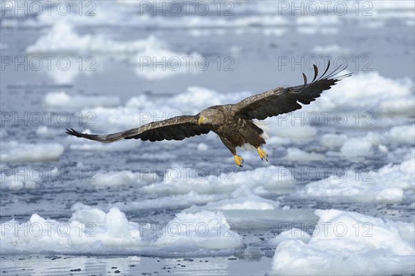 White-tailed Eagle or Sea Eagle (Haliaeetus albicilla)