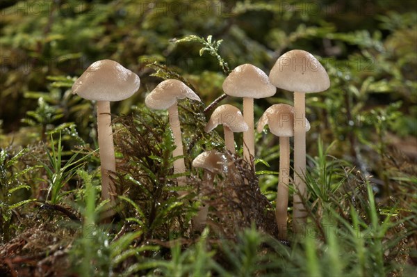 Tufted Toughshank (Gymnopus confluens)