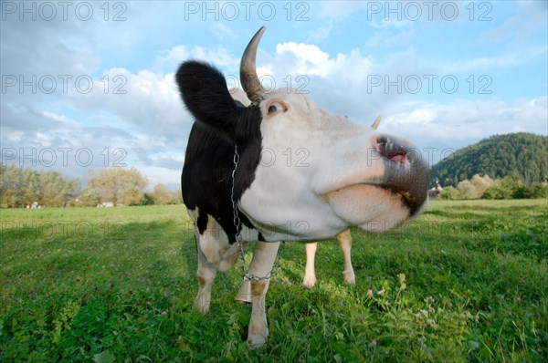 Cow on pasture