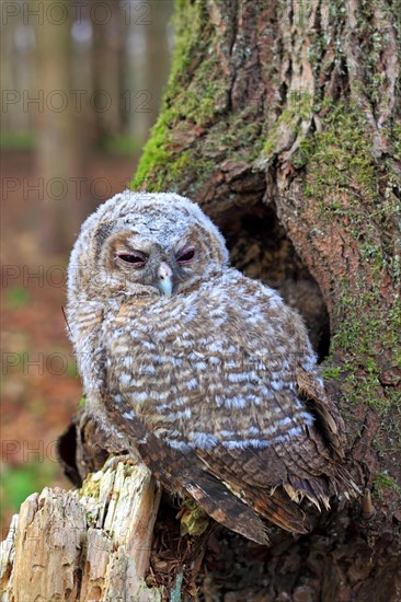 Young Tawny Owl or Brown Owl (Strix aluco) perched in front of a tree hollow