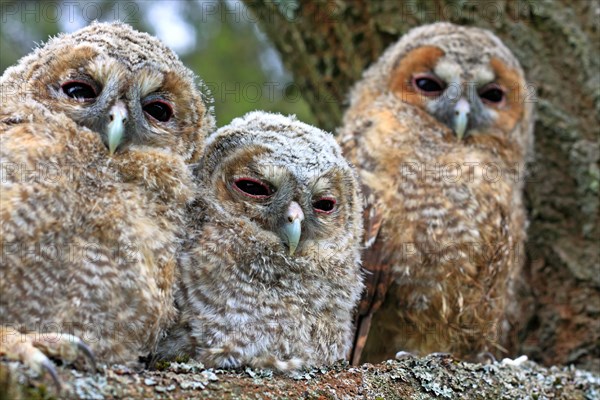 Three young Tawny Owls or Brown Owls (Strix aluco) perched on a tree