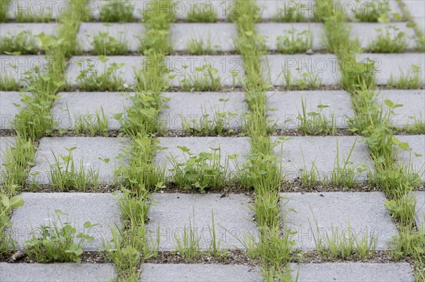 Eco-friendly paving of a parking lot with clover and grass