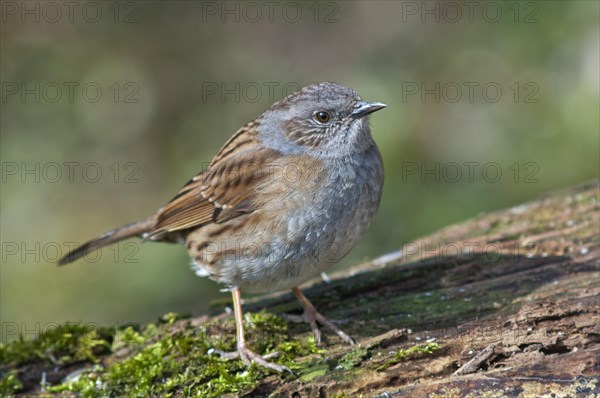 Dunnock