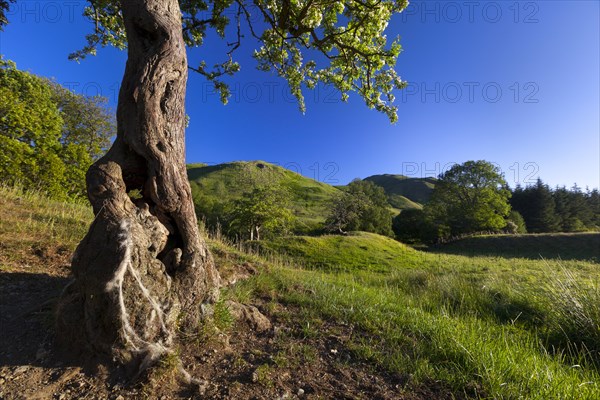 Highland landscape with trees and green hills