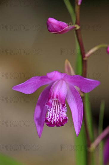 Bletilla