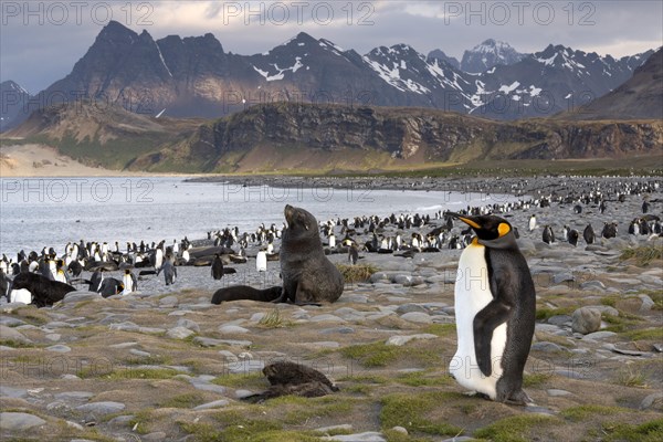 King Penguin (Aptenodytes patagonicus) and an Antarctic Fur Seal (Arctocephalus gazella) in a King Penguin colony