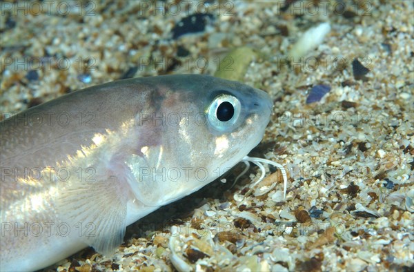 Roche's Snake Blenny (Ophidion rochei)