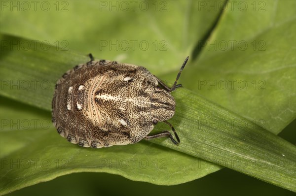 Tortoise Bug (Eurygaster testudinaria)