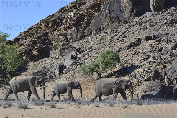 African elephants (Loxodonta africana)