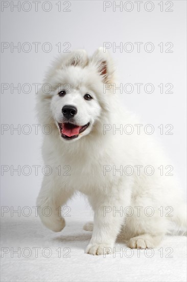 Samoyed