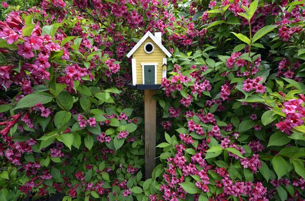 Birdhouse in front of flowering Weigela (Weigela