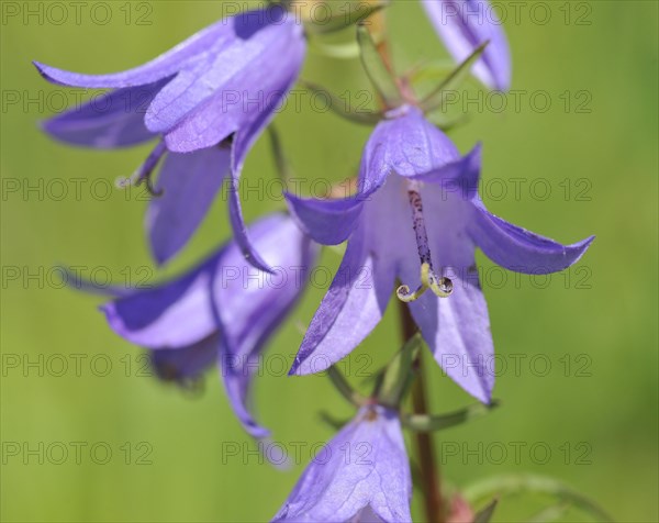 Creeping bellflower (Campanula rapunculoides)