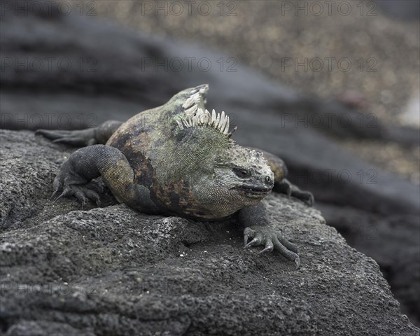 Marine Iguana (Amblyrhynchus cristatus)