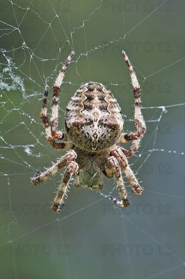 Orb Weaver (Araneus circe)