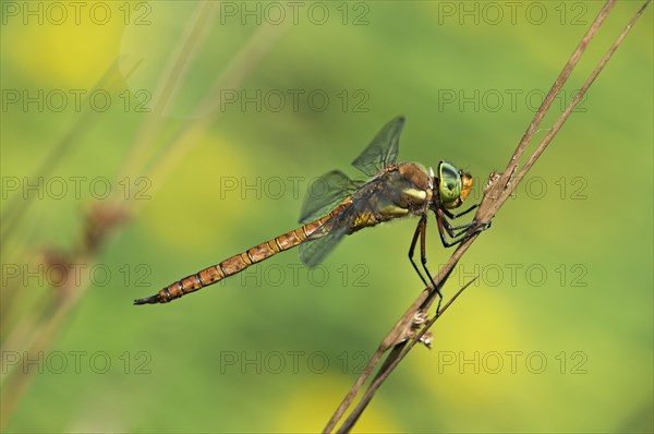 Green-eyed Hawker (Aeshna isoceles)