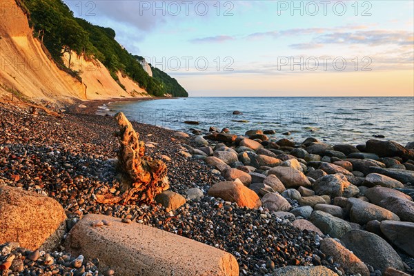 Chalk cliffs with the Koenigsstuhl cliff in the early morning