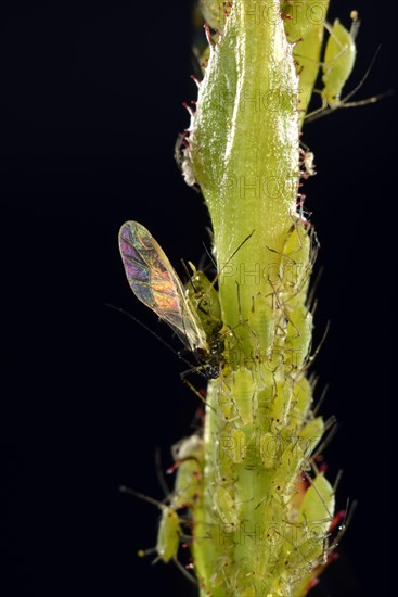 Colony of Large Rose Aphids (Macrosiphum rosae)