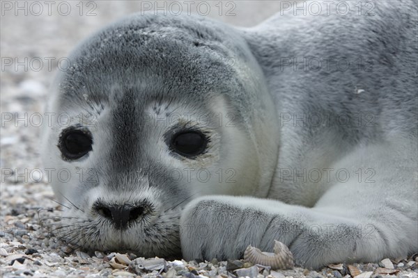 Harbour Seal (Phoca vitulina)