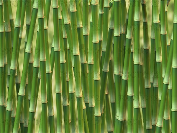 Green bamboo