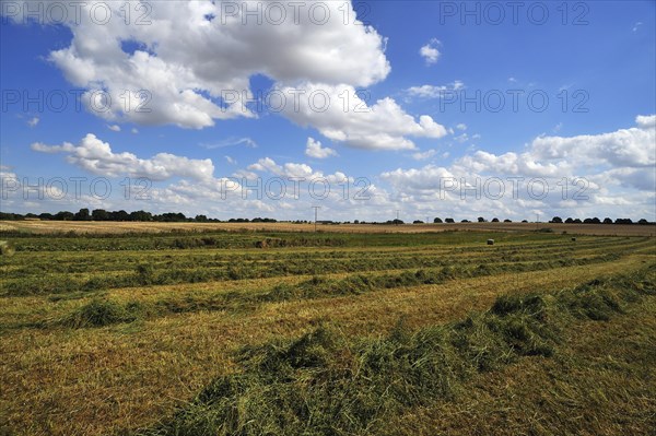 Swathed hay