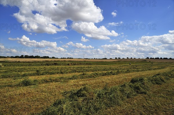 Swathed hay