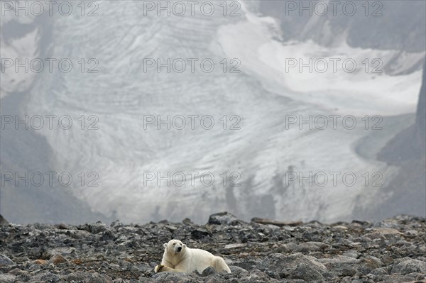 Polar Bear (Ursus maritimus)