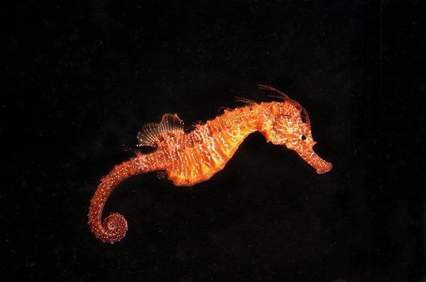 Short-snouted Seahorse (Hippocampus hippocampus)