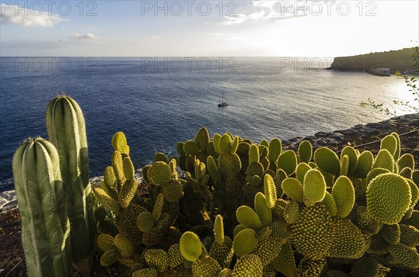 Bay with cacti at front