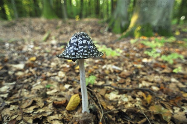 Magpie Inkcap or Magpie Fungus (Coprinus picaceus) growing in a beech forest