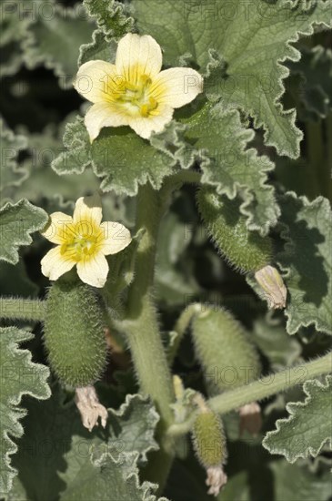 Squirting Cucumber or Exploding Cucumber (Ecballium elaterium)