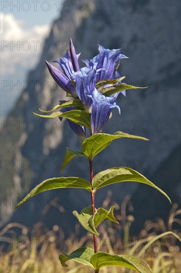 Willow Gentian (Gentiana asclepiadea)