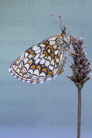 Knapweed fritillary (Melitaea phoebe) sits on plantain