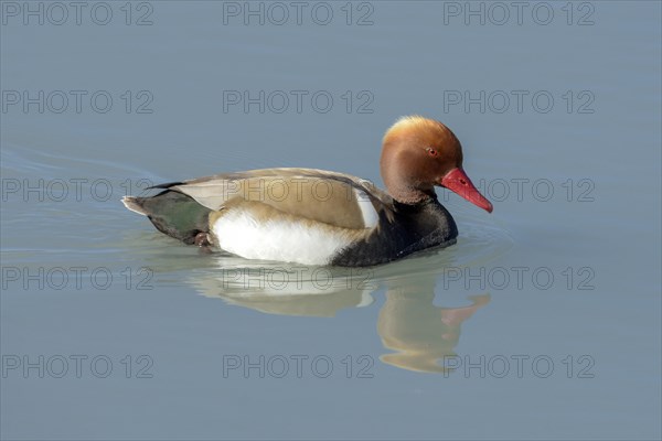 Red-crested pochard (Netta rufina)